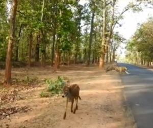  Tourists Gasp At Tiger’s Roar Power As It Chases Down Cattle