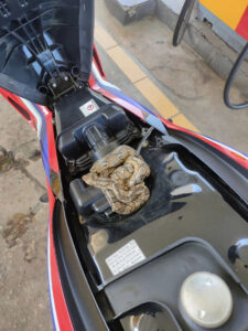 Read more about the article Biker Finds Huge Snake Coiled Under His Saddle