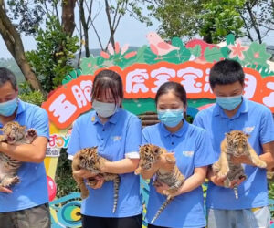 Adorable Cubs Meet New Fans