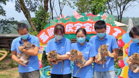 Read more about the article Adorable Cubs Meet New Fans