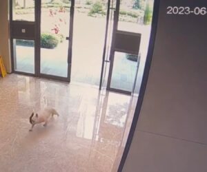  French Bulldog Runs Home When Owner Not Looking Because It’s Too Hot For Walkies