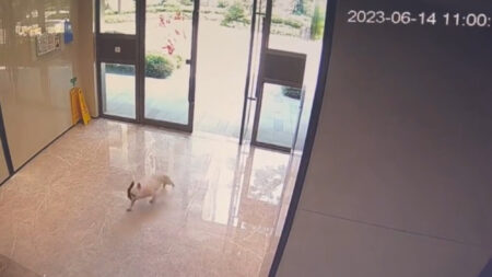 Read more about the article  French Bulldog Runs Home When Owner Not Looking Because It’s Too Hot For Walkies