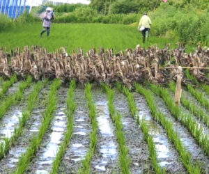 Rice Farmer Uses Thousands Of Ducks To Weed Her Paddy Fields