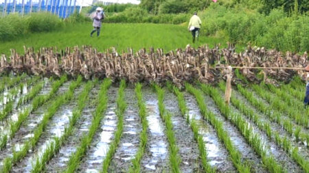 Read more about the article Rice Farmer Uses Thousands Of Ducks To Weed Her Paddy Fields