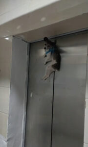 Read more about the article Pooch Gets All Hung Up On Elevator