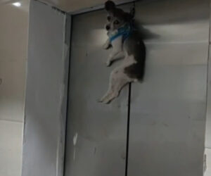 Pooch Gets All Hung Up On Elevator