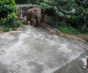 Yapping Pups Sent Rogue Elephant On Warpath