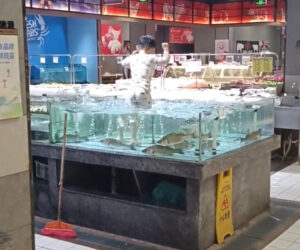 Adventurous Toddler Climbs Into Tank Selling Live Fish in Supermarket