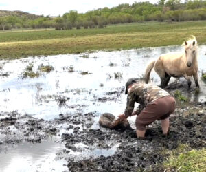 Modest Hero Saves Newborn Foal Trapped Up To Nose In Mud