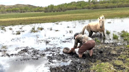 Read more about the article Modest Hero Saves Newborn Foal Trapped Up To Nose In Mud