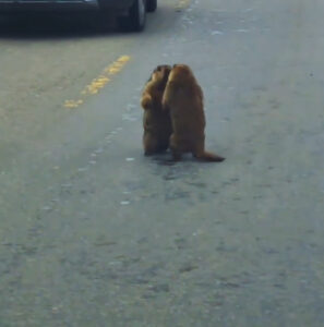 Read more about the article Courting Groundhogs Bring Traffic To Standstill