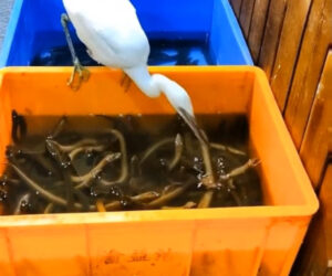 Wild Heron Tucks Into Restaurant’s Live Fish