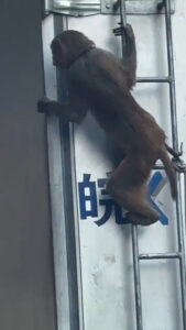 Read more about the article Bizarre Promotion For Performing Animals Uses Live Monkey Tied To Lorry