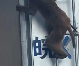 Bizarre Promotion For Performing Animals Uses Live Monkey Tied To Lorry