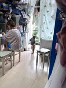 Read more about the article Food-Stealing Primate Raids Girl Students Dorm