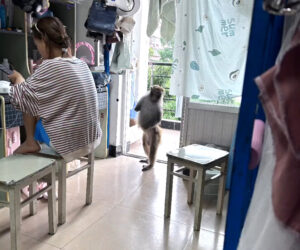 Food-Stealing Primate Raids Girl Students Dorm