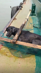 Read more about the article Kind Woman Rescues Drowning Puppy From Middle Of Busy Shipping River