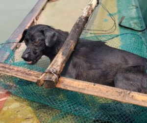 Kind Woman Rescues Drowning Puppy From Middle Of Busy Shipping River