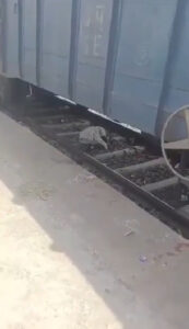 Read more about the article Elderly Man Crouches Under Moving Train