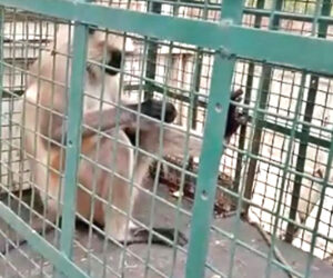 Most Wanted Monkey With Price On Its Head Captured After 20 Vicious Attacks