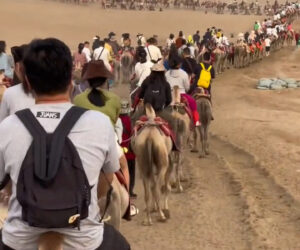 Camel Ride Organisers Halt Operations Fearing The Animals Might Die As 30,000 Visitors Turn Up A Day