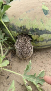 Read more about the article  Feasting Hedgehog Found With Its Head Buried Inside Watermelon Growing In Woman’s Field