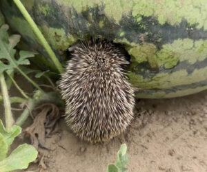  Feasting Hedgehog Found With Its Head Buried Inside Watermelon Growing In Woman’s Field