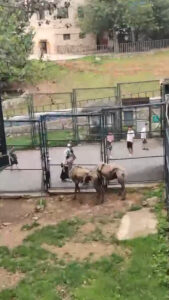 Read more about the article Zoo Attacked Over Its Starving Camels