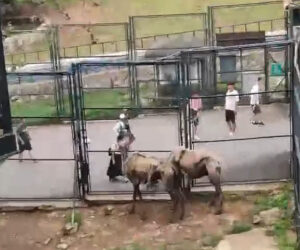 Zoo Attacked Over Its Starving Camels