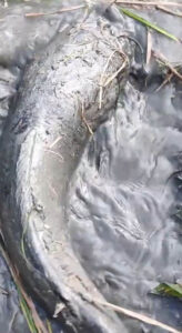 Read more about the article Woman Shocked To Find Giant Catfish Living In The Middle Of Her Rice Field