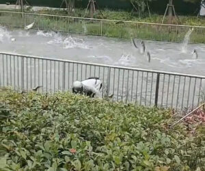 People Catch Fish With Their Bare Hands As Dozens Jump Out Of The Water