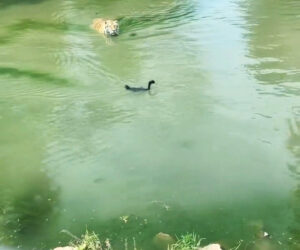 Big Cat Fails To Make Meal Out Of Feathered Friend