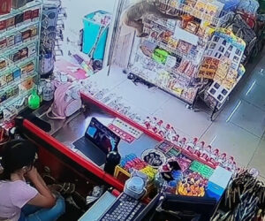 Macaque Robbed Supermarket Three Times In Two Hours