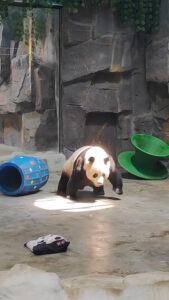 Read more about the article Giant Panda Goes To Pose Under The Limelight For Zoo Goers To Get A Better Look