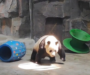 Giant Panda Goes To Pose Under The Limelight For Zoo Goers To Get A Better Look