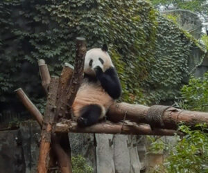 Giant Panda Blows Kisses To Zoo Goers And Waves ‘Hello’