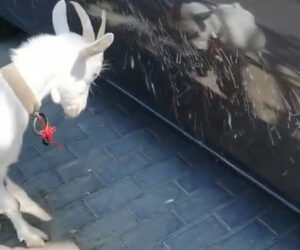 Butt-Headed Pet Fights Own Reflection On Car Causing Permanent Damage