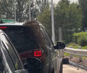Thousands Of Bees Swarm Busy Toll Station After Lorry Carrying Hives Overturns