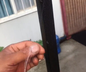 Man Manages To Pull Silk Threads From Huge Spider