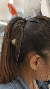 Read more about the article  Tiny Bird Hides From Storm In Woman’s Hair