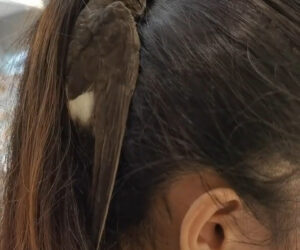  Tiny Bird Hides From Storm In Woman’s Hair