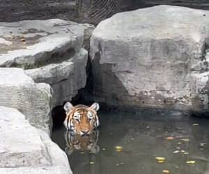 Zoo Visitors Surprised To Find Tiger Cooling Off In A Pond On A Hot Day