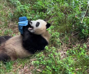 Brolly Dropped On Giant Panda Becomes New Plaything