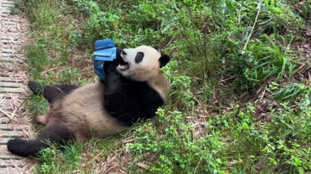 Read more about the article Brolly Dropped On Giant Panda Becomes New Plaything
