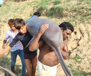  Fishermen Wanted For Eating Endangered River Dolphin