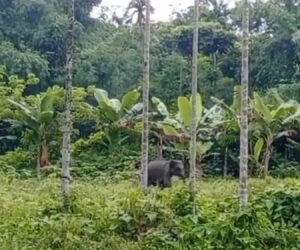 Villagers Throw Rocks At Hungry Elephant Calf Separated From Mother