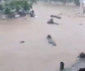 Moment Buffalo And Man With Car Are Washed Away In Raging Monsoon Floodwaters