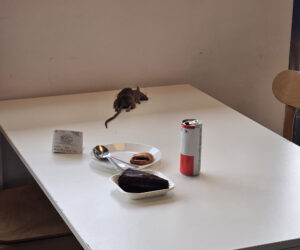 Dead Rat Lands Inches From Diner’s Pastry At IKEA Restaurant