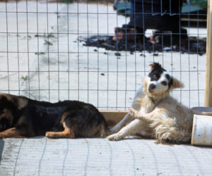 Two-Year-Old Girl Infected With Rabies Dies But Not Before Biting 40 People