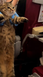 Read more about the article Flight Attendant Escorts Runaway Cat Back To Its Owner Mid-Flight